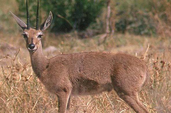 reebok antilope