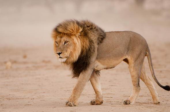 Lion Leo Panthera African Big Five Animals