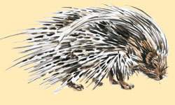 South African Porcupine.