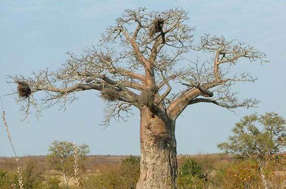Boabab Tree Southern African Trees Adansonia Digitata