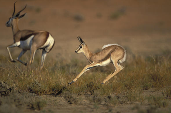Images of Springbok - Antelope - South Africa
