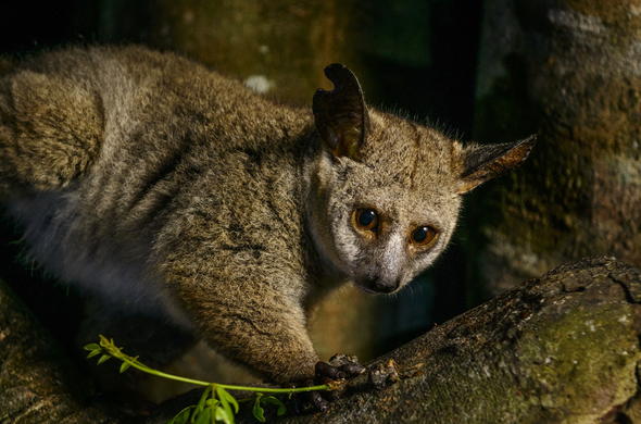 Thick Tailed Bushbaby South African Wildlife Guide