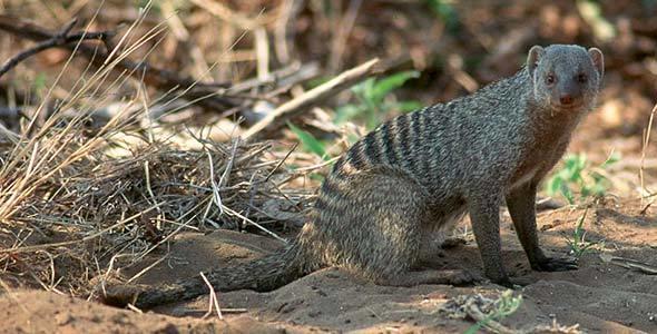 Mongooses and Otters - Kruger Park Wildlife