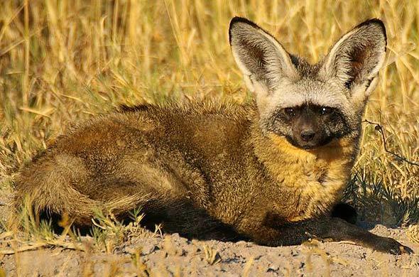 Bat-Eared Fox - Africa Mammal Guide