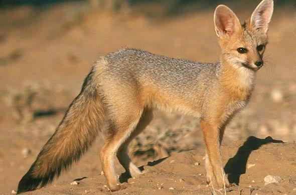 Cape Fox - South Africa Mammal Guide