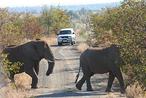 safari drives kruger national park