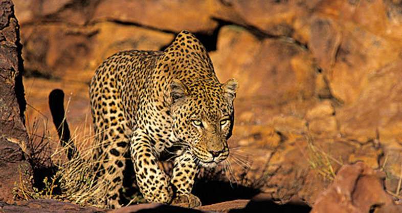 Kruger Park Wildlife - Big Predators and Carnivores