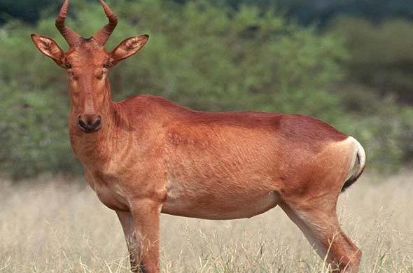 Lichtenstein's Hartebeest - Antelope - Africa