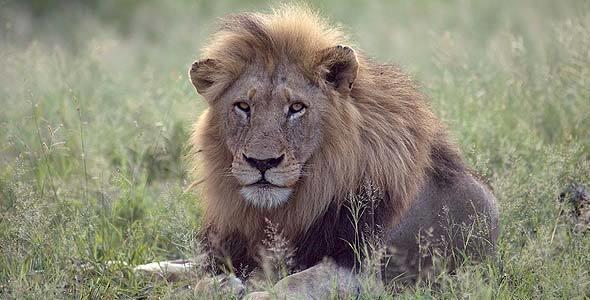 FAQ on Lion - Africa Mammals Guide