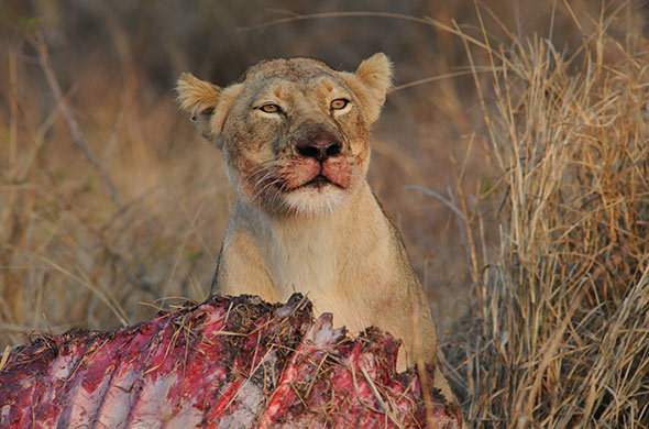 Kruger National Park Lion Kill - Anatomy of a Lion Kill
