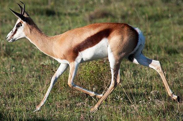 Springbok - Antelope - South Africa