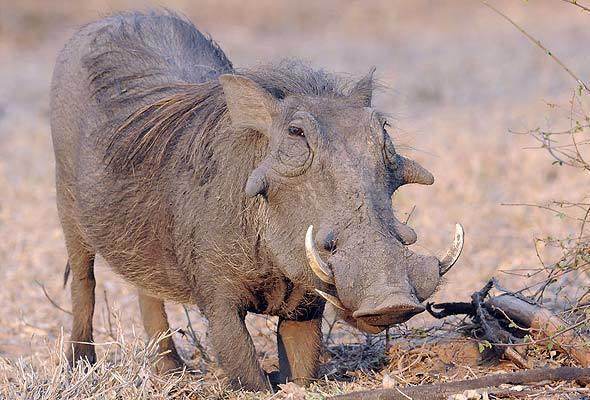 Warthog Pig Family Africa Wildlife Guide