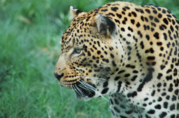 Kruger Park - The Mahonie Loop - Game Drive Safari in Kruger North