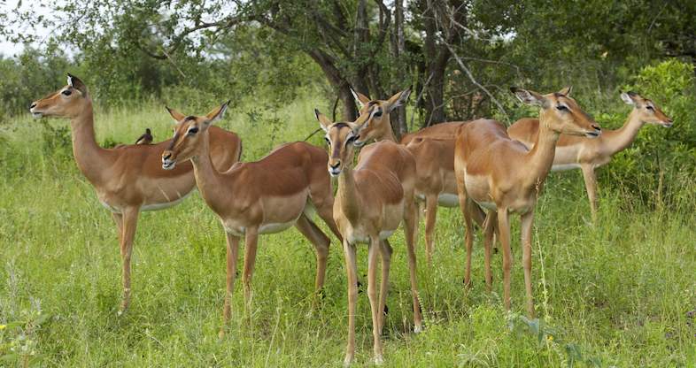 Kruger Park Wildlife Facts - Grazers & Browsers. Antelope