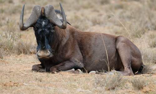 Grazers and Browsers - Kruger Park Wildlife