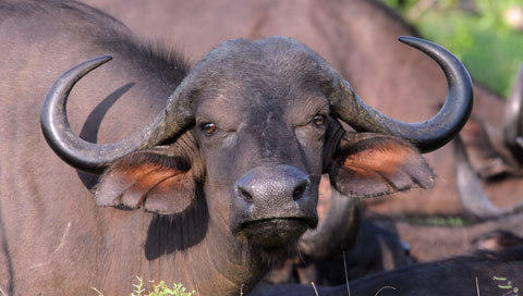 frisk sum Narkoman FAQ on Buffalo - Africa Mammals Guide