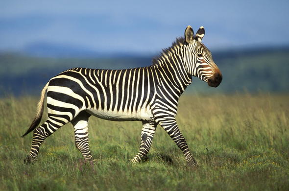 Cape Mountain Zebra - Equus Zebra - Eastern Cape