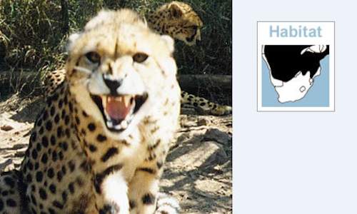 Meet the Fastest Creature on Land - The Cheetah