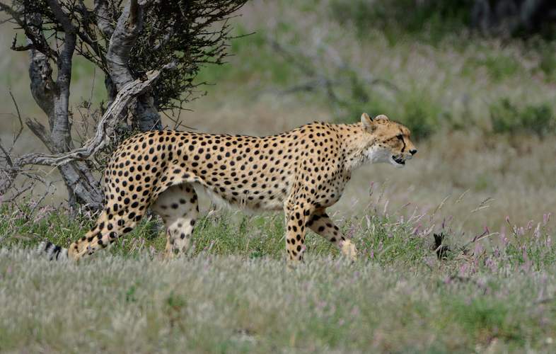 Facts About Cheetahs - Where to Find Cheetah?
