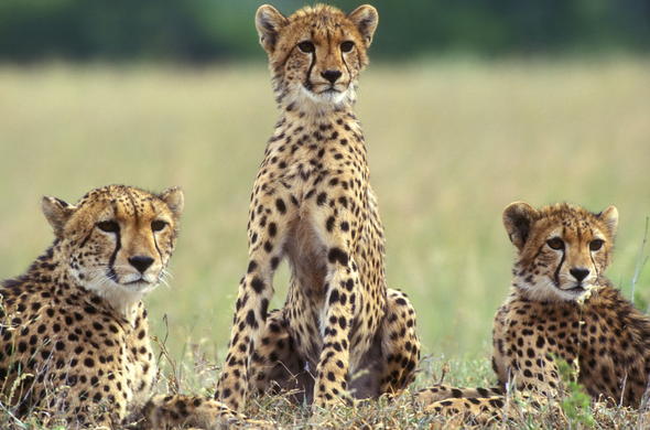 Cheetah, Cat - Carnivore - South Africa