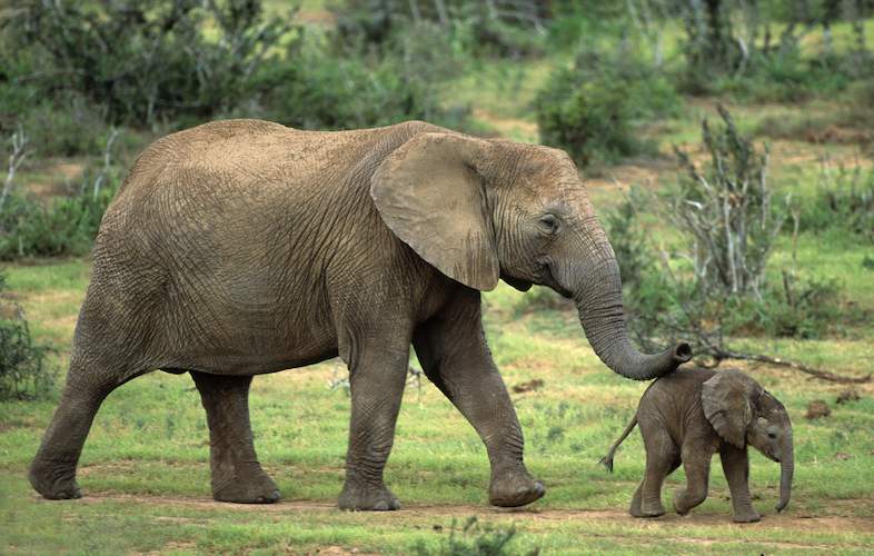 African Elephant - Kruger National Park - South Africa