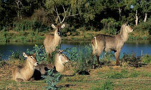 Grazers and Browsers - Kruger Park Wildlife