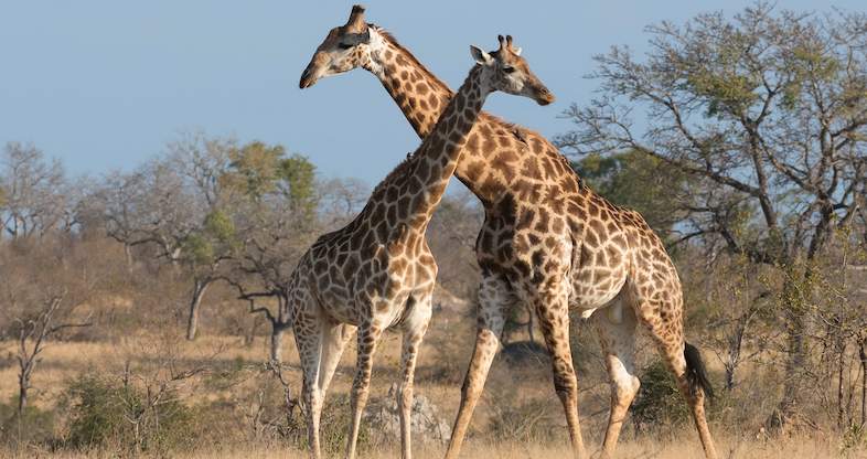 Africa Mammals Guide - Kruger Park Wildlife