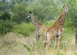 Giraffe - Mammal - African Mammals Guide