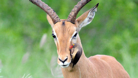 FAQ on Africa Antelope - Africa Mammals Guide