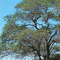 Knob-thorn acacia