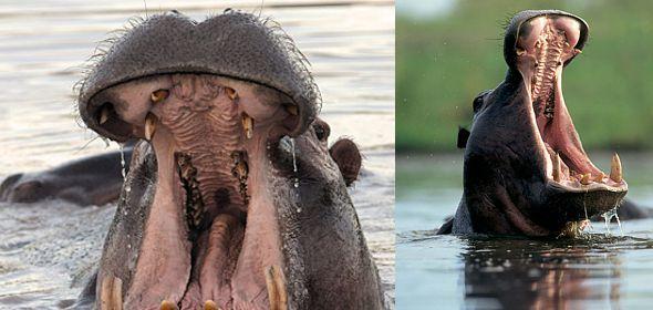 Kruger Park Times - Why do hippos open their mouths so wide? - Online  News...