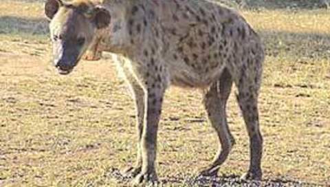 Kruger Park News - Trials Of Knock - Out Drug For Hyena Successful