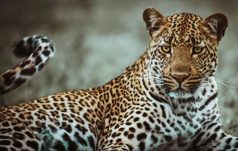 Facts About Leopards - Kruger National Park Leopard