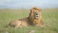 Kruger National Park Lion Facts - Big Predators - Lions