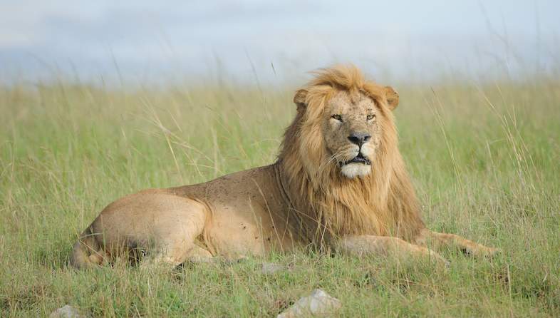 Kruger National Park Lion Facts - Big Predators - Lions