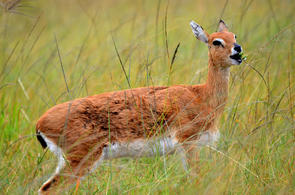 Oribi - Antelope - South Africa...