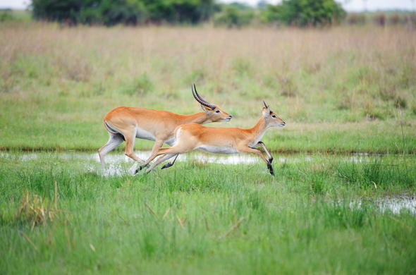 morgue Fabrikant heroisk Red Lechwe - Antelope - Africa Mammals Guide