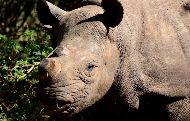 Rhino Horn Dehorning - Rhino Horn Facts