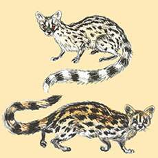 Small and Large-spotted Genets