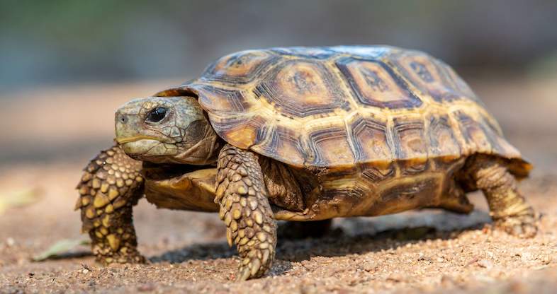 Africa Tortoise Guide - Kruger National Park
