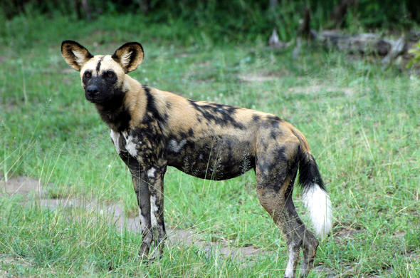 Are African Wild Dogs Carnivores?