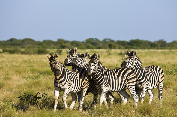 Safari Spannbettlaken Südafrikanischer wilder Zebra 